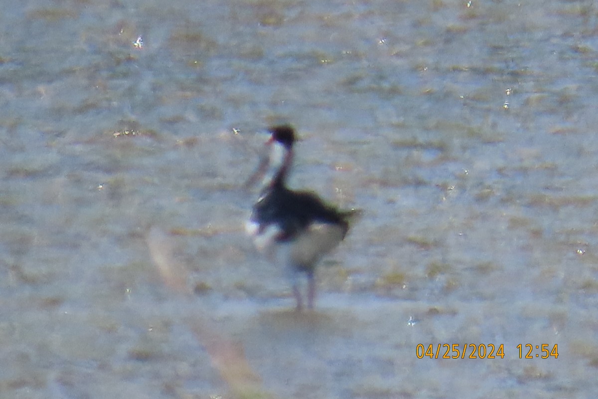 Black-necked Stilt - Leslie Baker