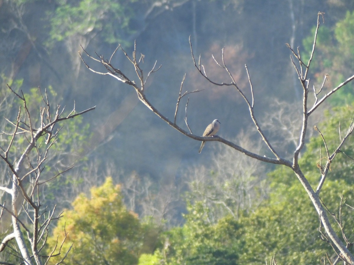 Spotted Dove - ML618198029