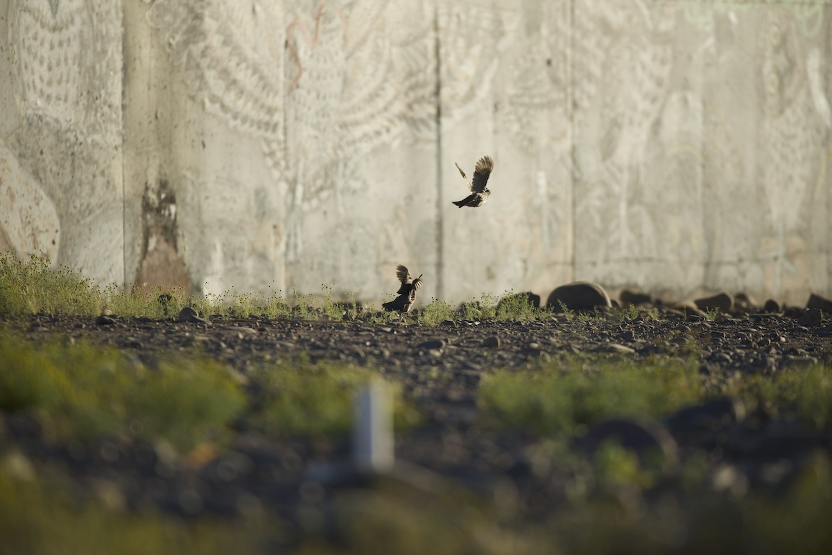 Gambel's Quail - Robert Carter