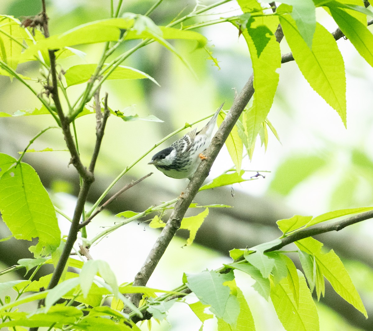 Blackpoll Warbler - A Birder