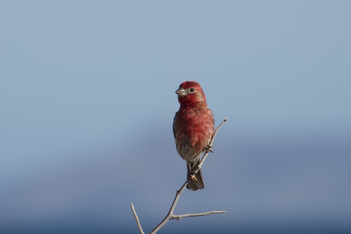 House Finch - Don Rodriguez