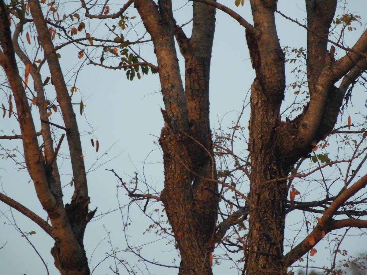 Velvet-fronted Nuthatch - ML618198100