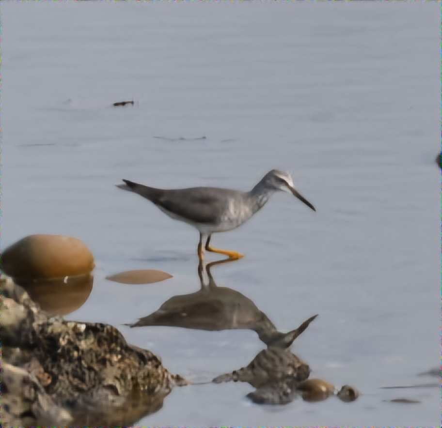 Gray-tailed Tattler - ML618198139