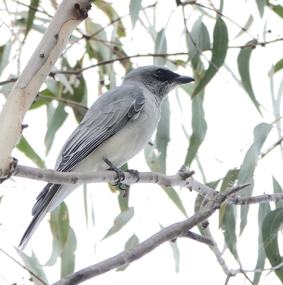 White-bellied Cuckooshrike - Norm Clayton