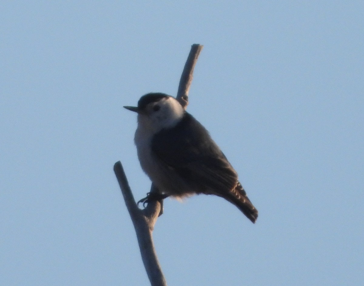 White-breasted Nuthatch - ML618198153