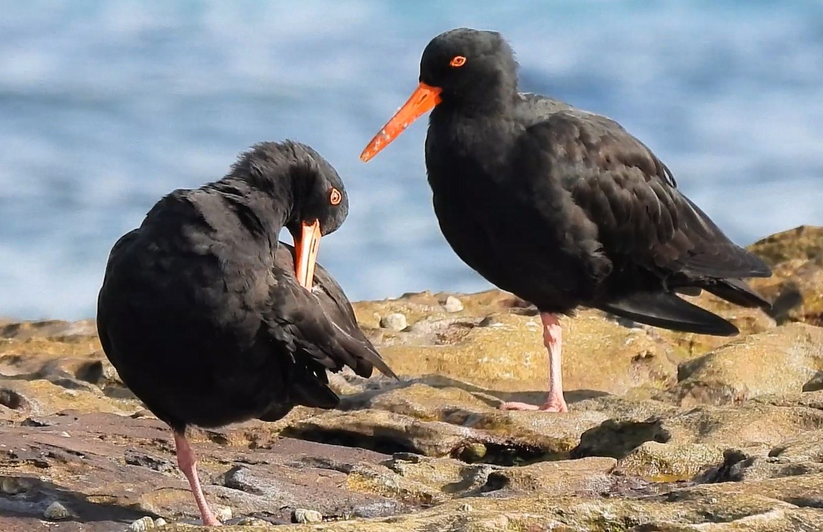 Sooty Oystercatcher - ML618198178