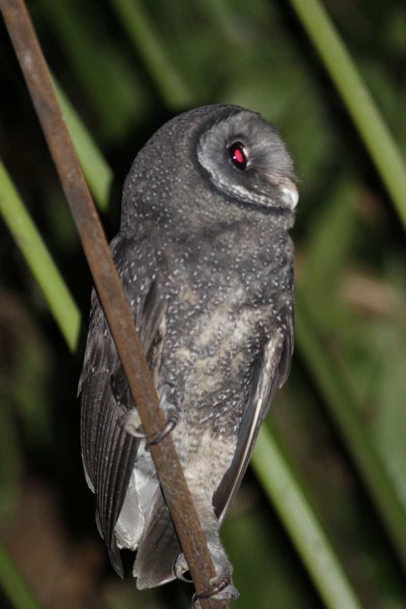 Sooty Owl - ML618198183