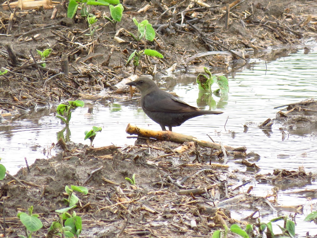 Brewer's Blackbird - Chris Barrigar