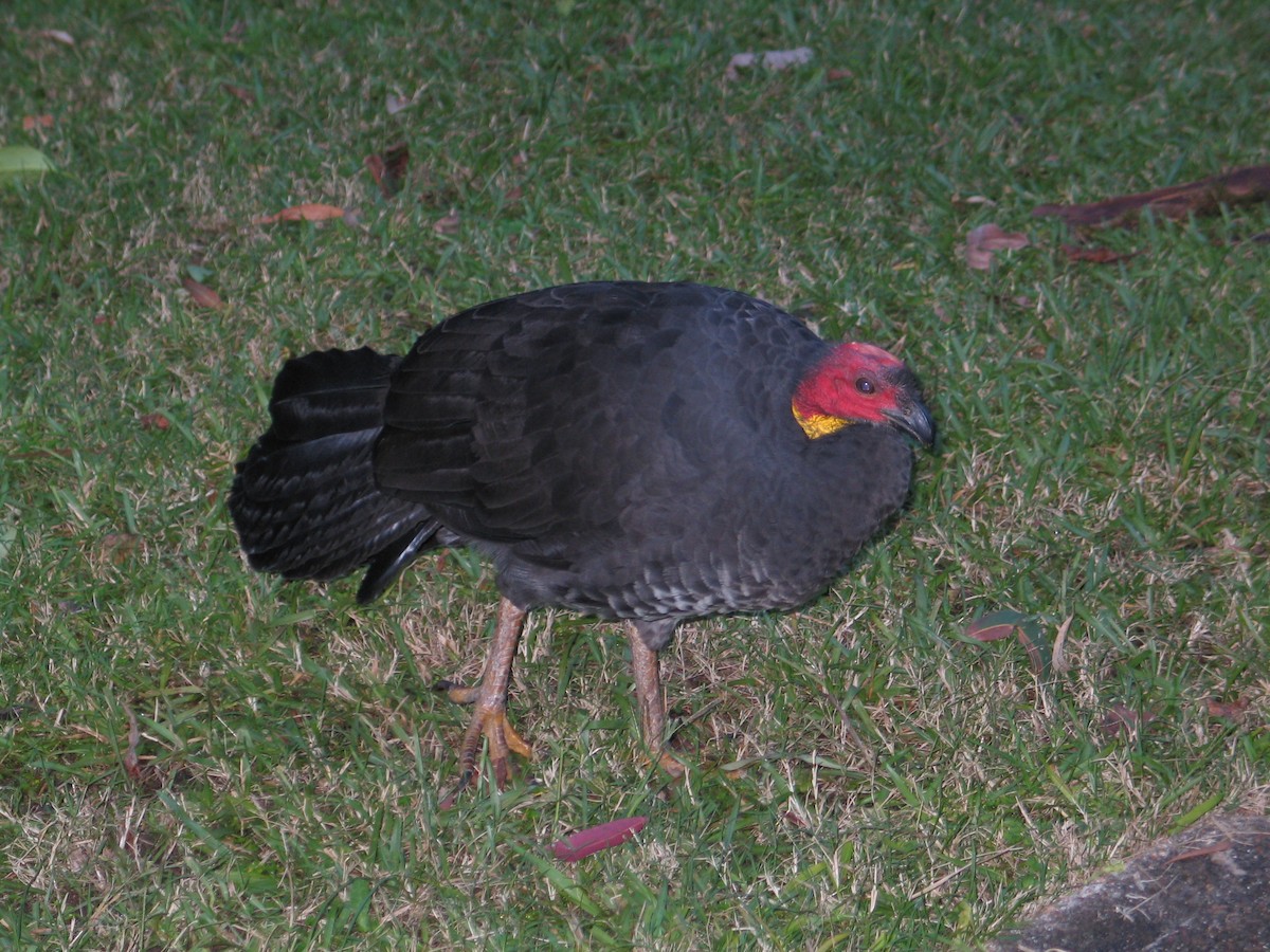 Australian Brushturkey - ML618198206