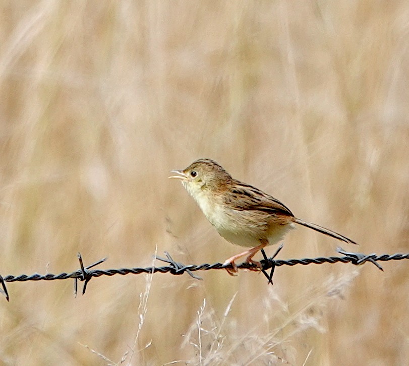 Golden-headed Cisticola - Norm Clayton