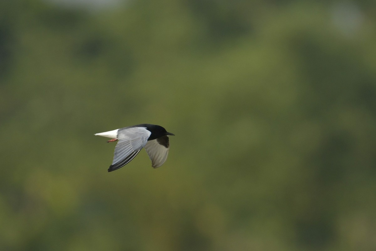 White-winged Tern - Supaporn Teamwong