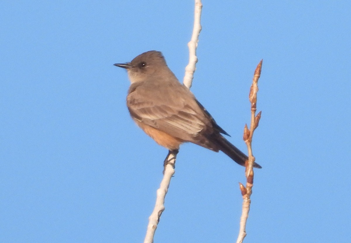 Say's Phoebe - ML618198231