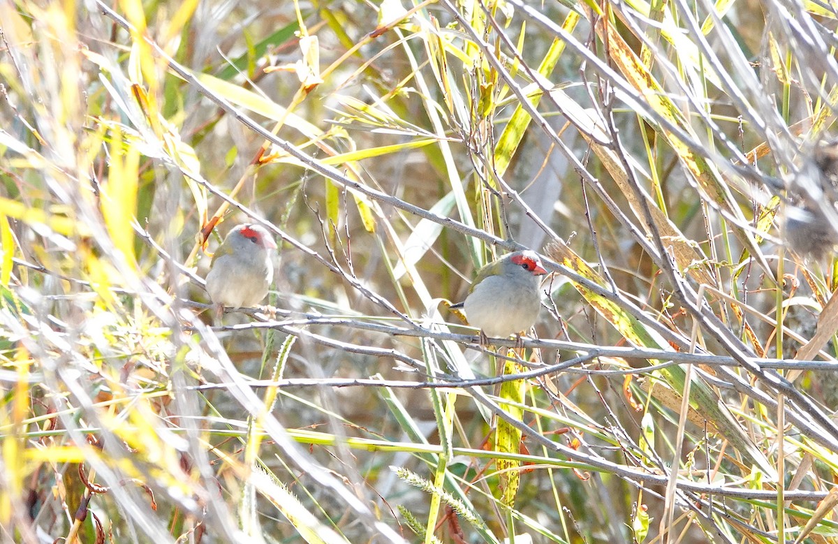 Red-browed Firetail - Norm Clayton