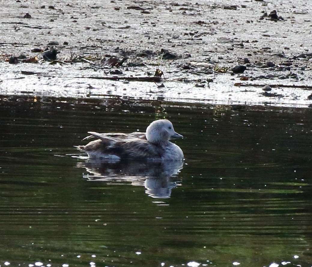 Long-tailed Duck - ML618198254