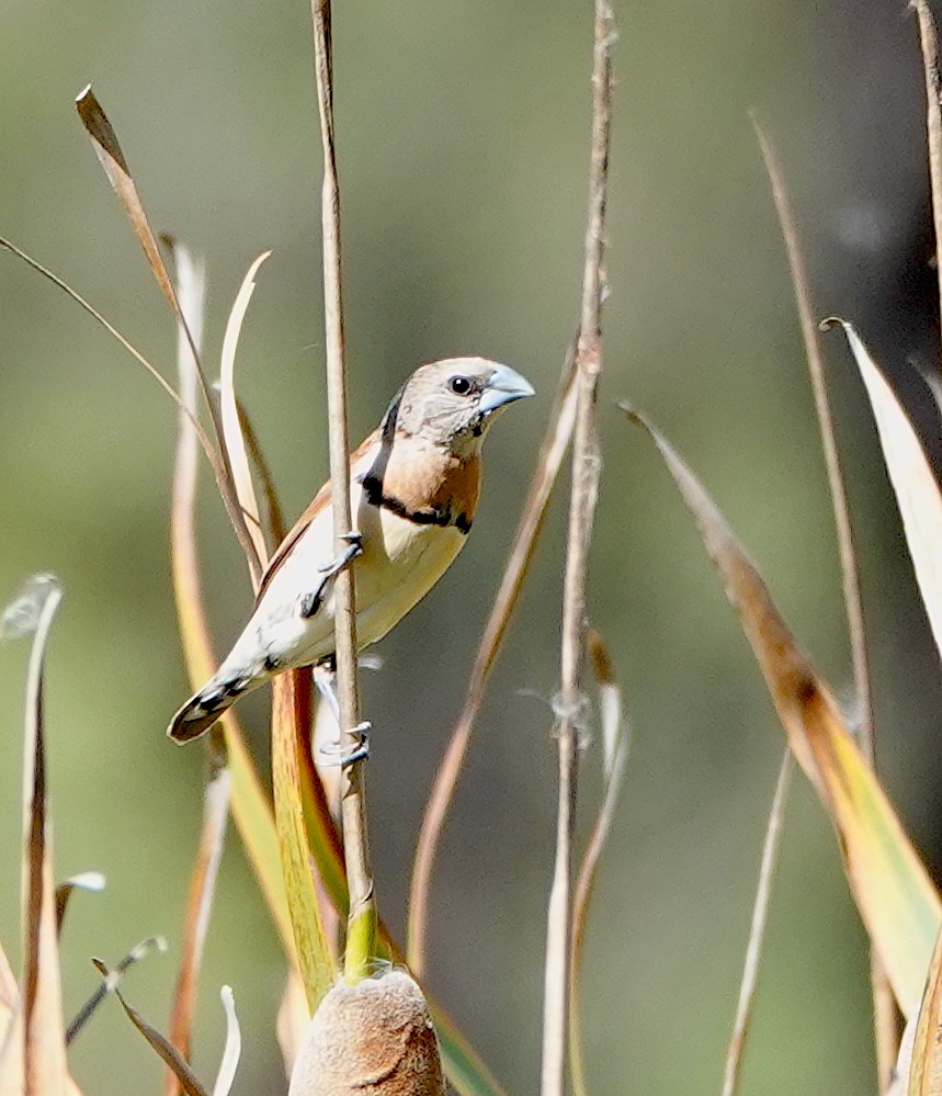 Chestnut-breasted Munia - Norm Clayton