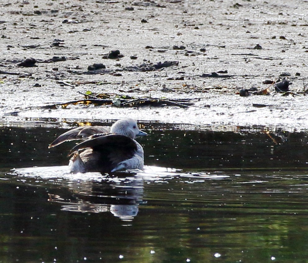 Long-tailed Duck - Kent Leland