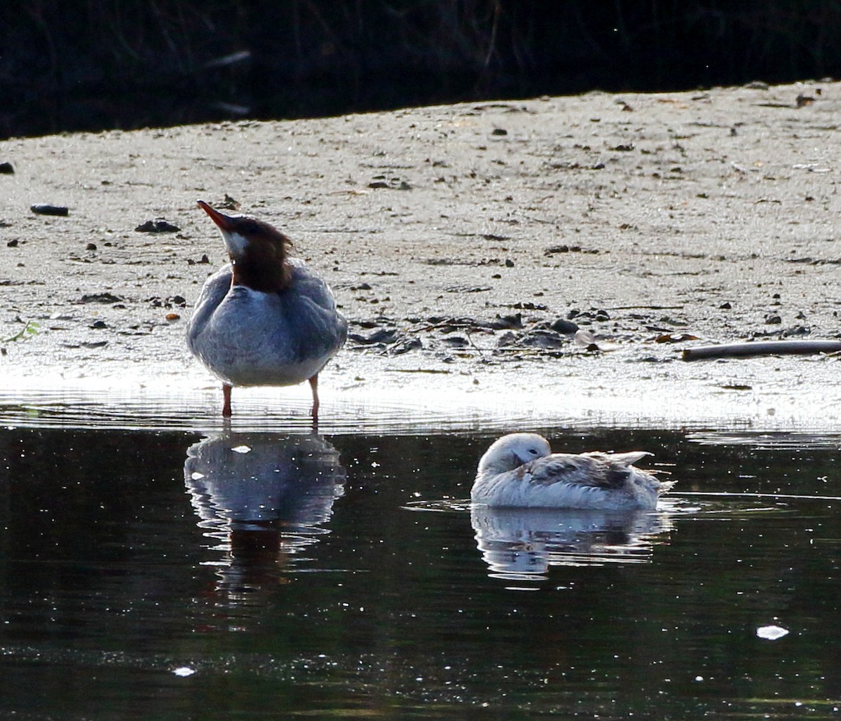 Common Merganser - ML618198294