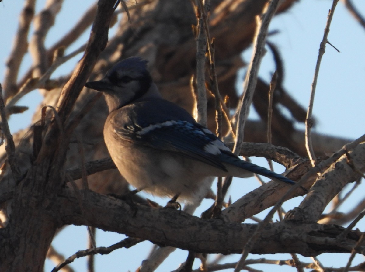 Blue Jay - Rodney Macready