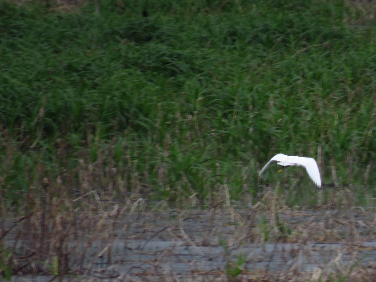 Snowy Egret - Chris Barrigar