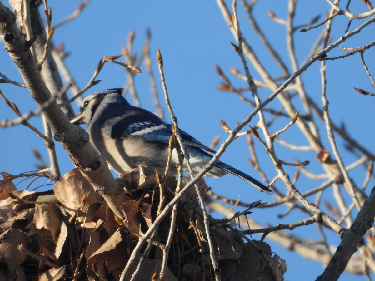 Blue Jay - Rodney Macready