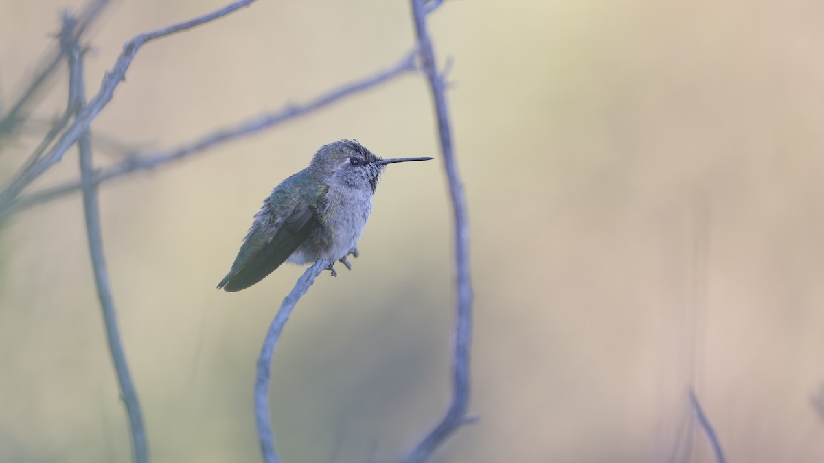 Anna's Hummingbird - Ken Chen