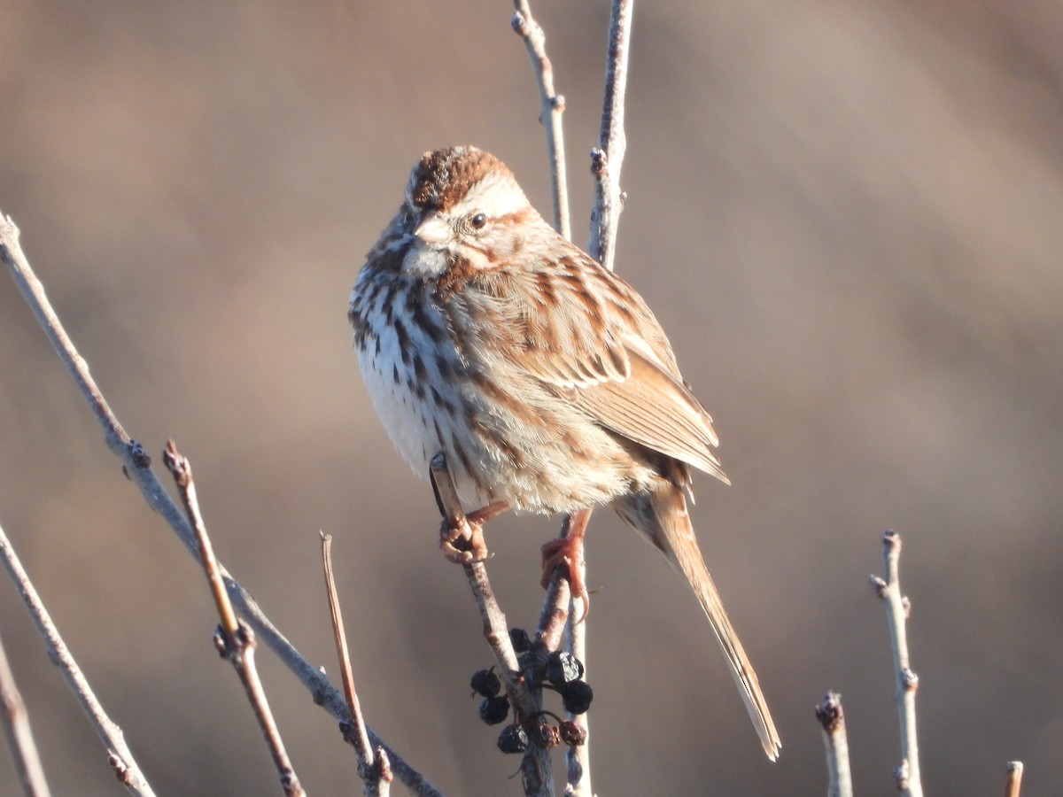 Song Sparrow - ML618198360