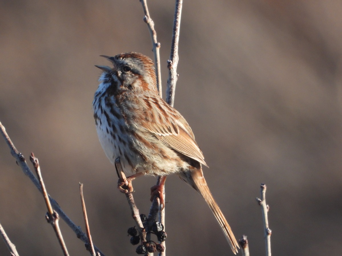 Song Sparrow - ML618198361