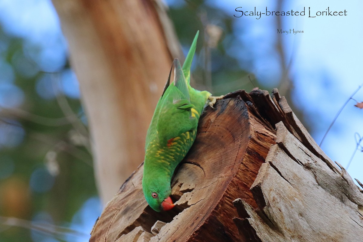 Lori Escuamiverde - ML618198374