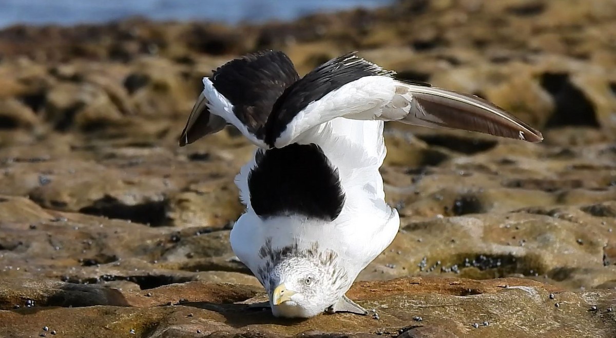 Kelp Gull - ML618198375