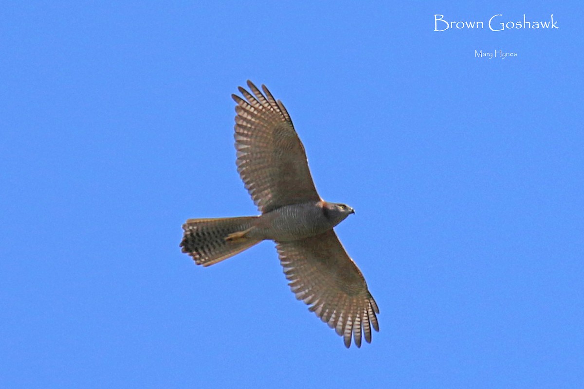 Azor Australiano - ML618198386