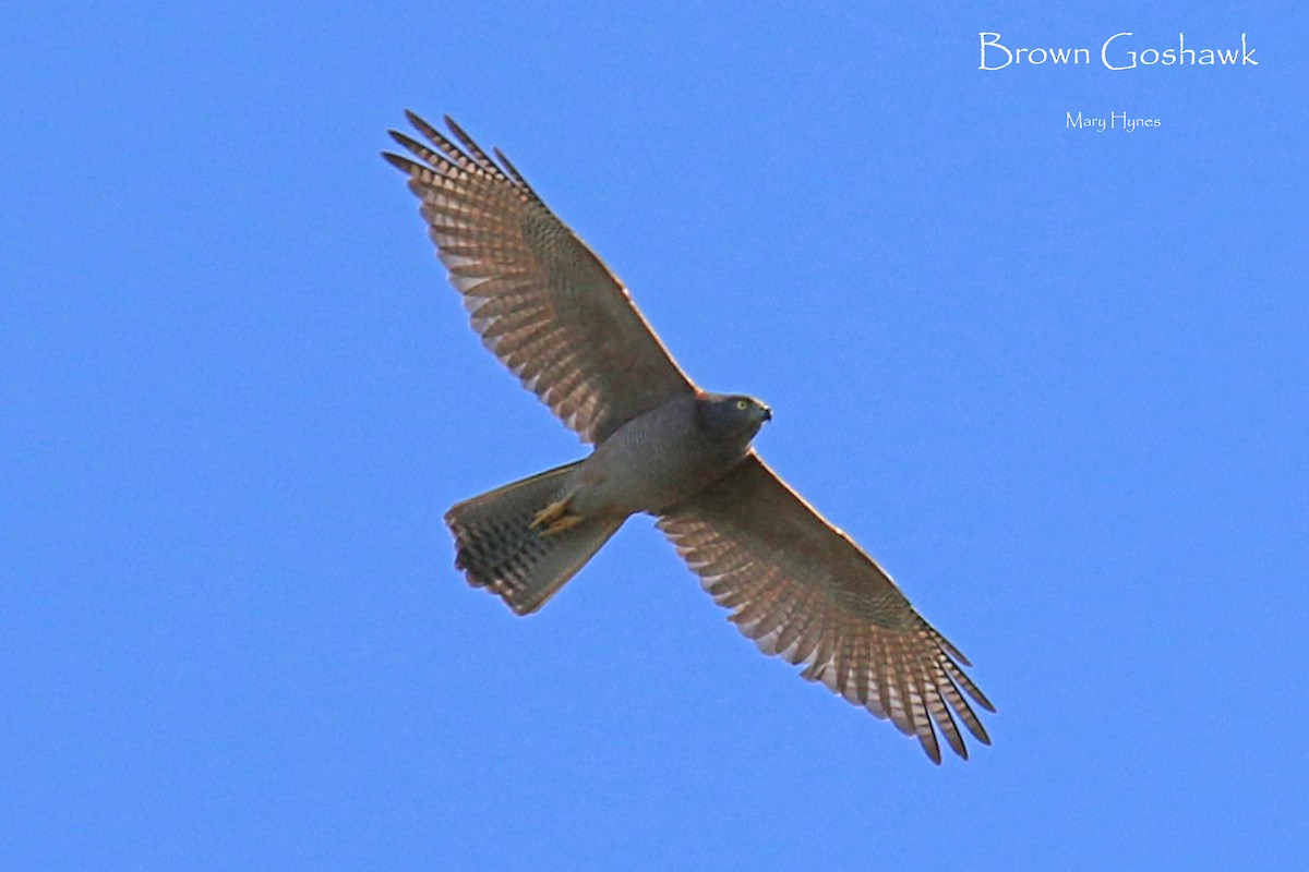 Azor Australiano - ML618198387