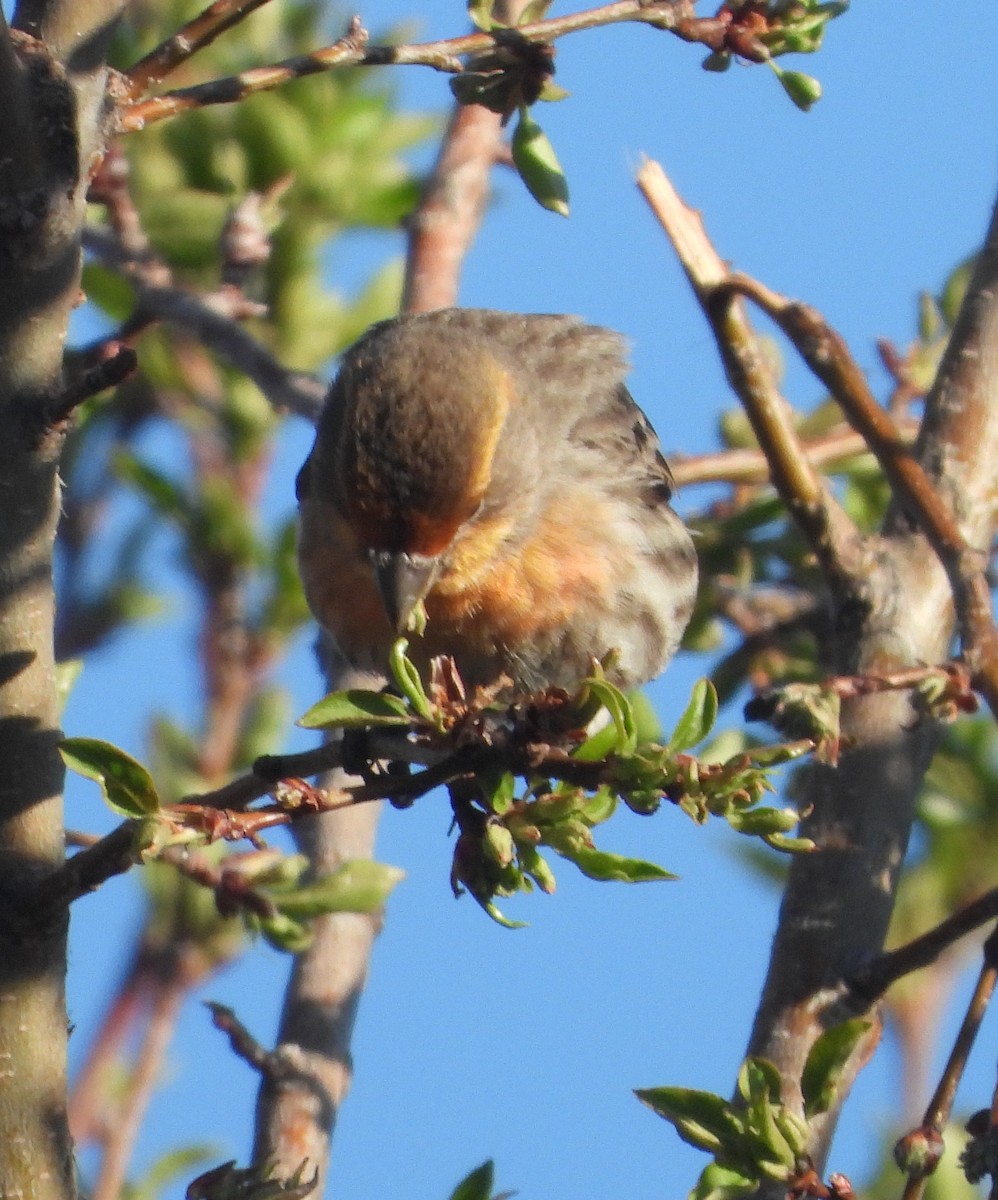 House Finch - Rodney Macready