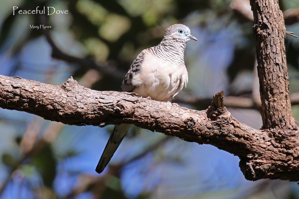 Tortolita Plácida - ML618198391