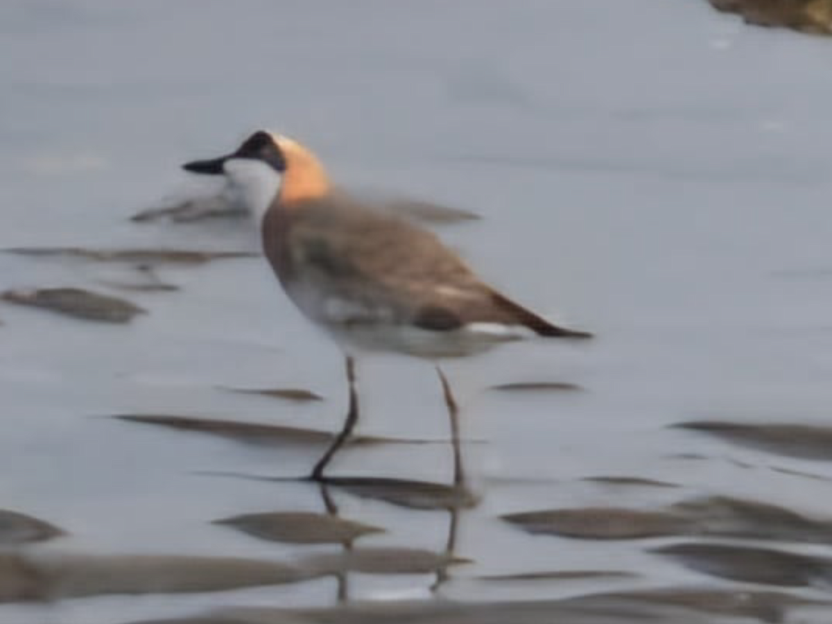 Greater Sand-Plover - Carolyn Sanders