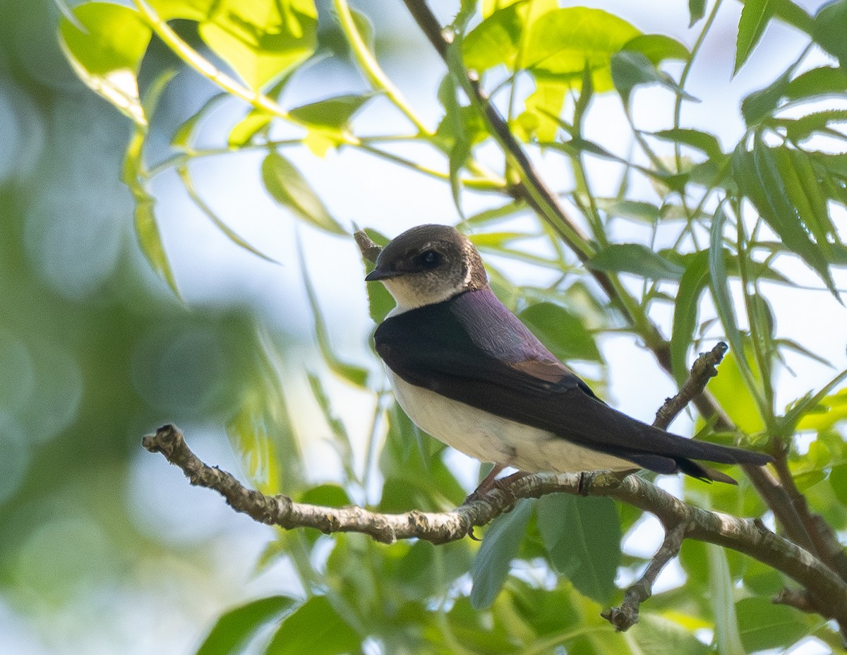 Violet-green Swallow - ML618198403