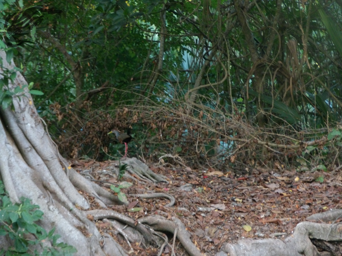 Russet-naped Wood-Rail - Luis Cuevas Romero