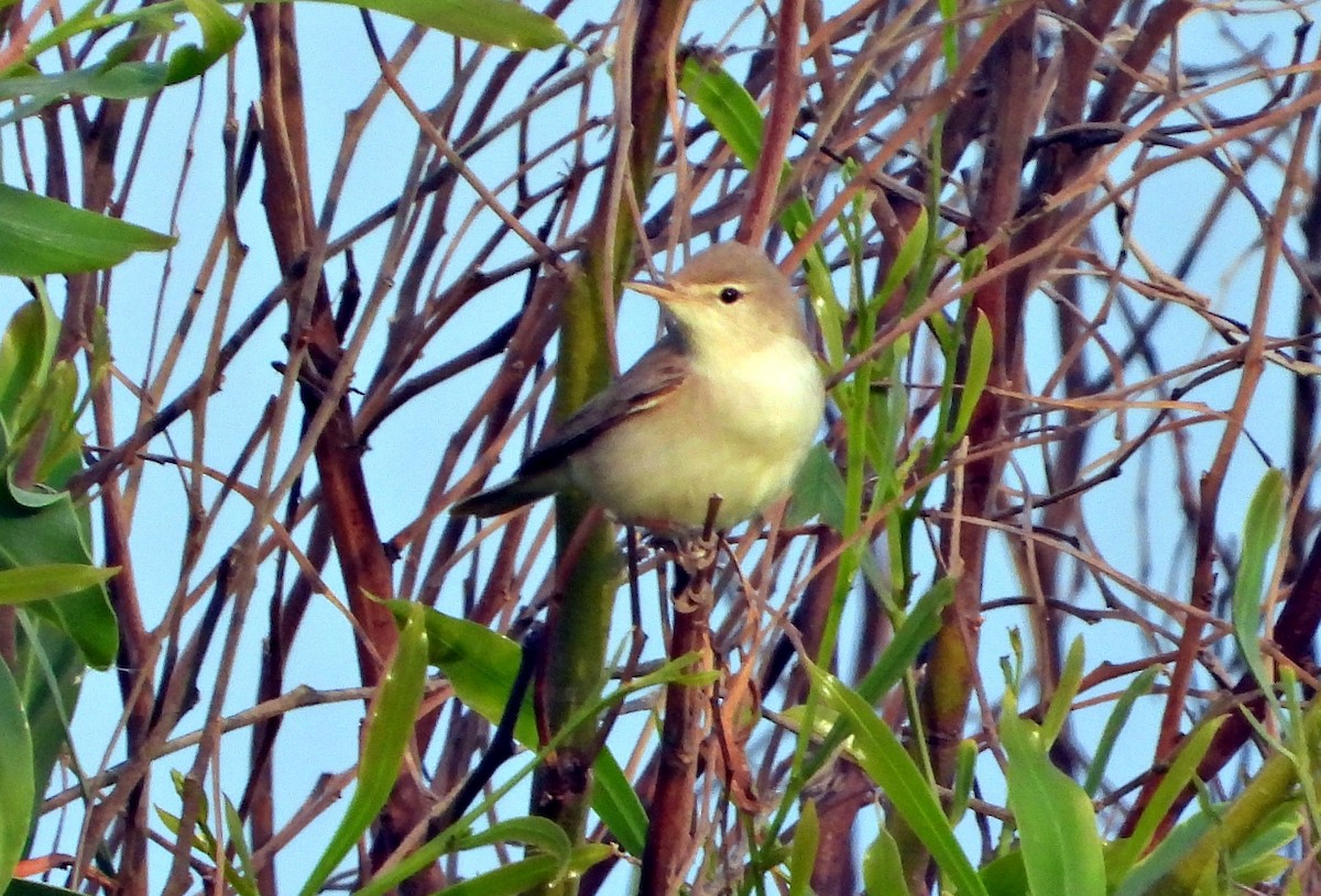 Eastern Olivaceous Warbler - silverwing 123