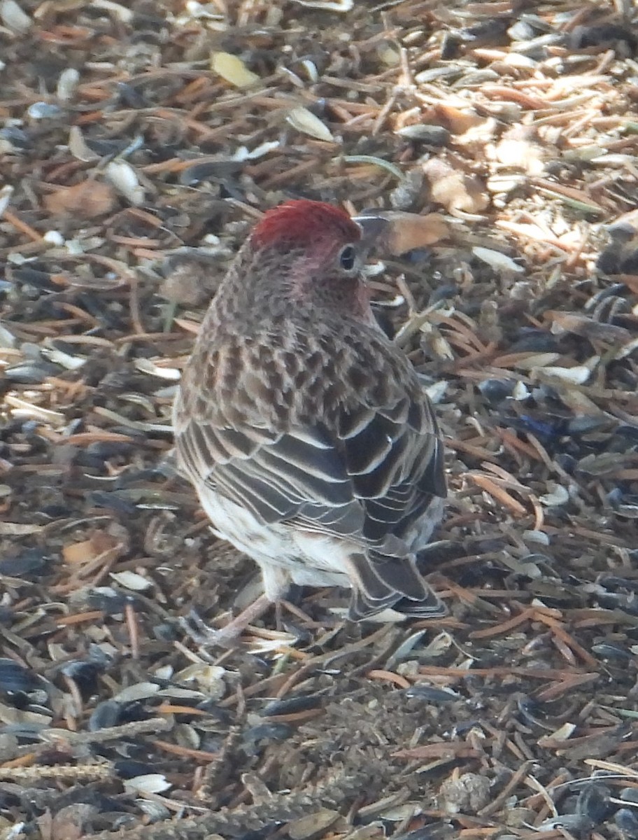 Cassin's Finch - ML618198421