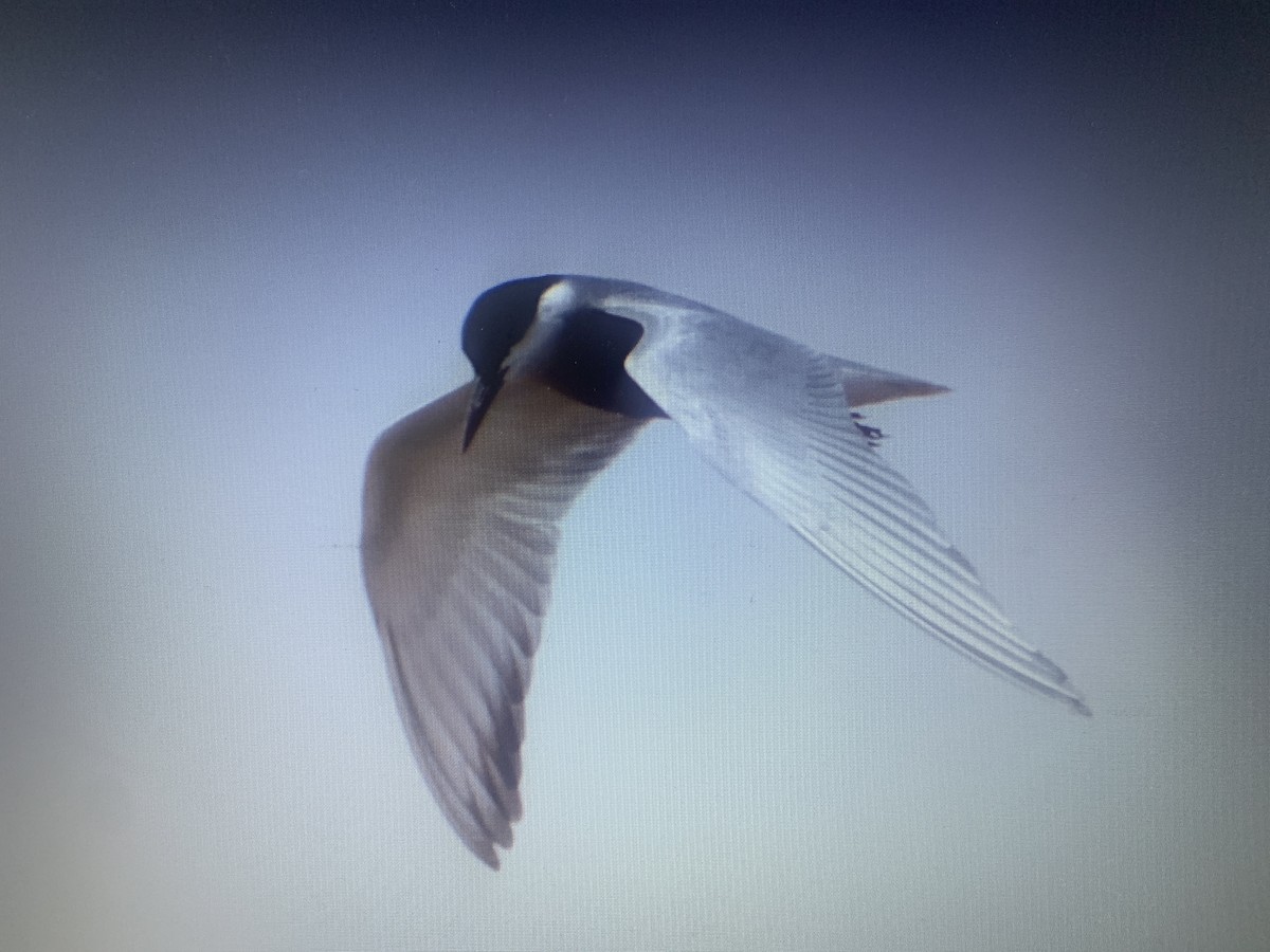 Whiskered Tern - Mahmoud Elshamy