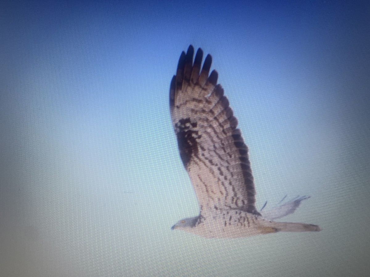 European Honey-buzzard - Mahmoud Elshamy