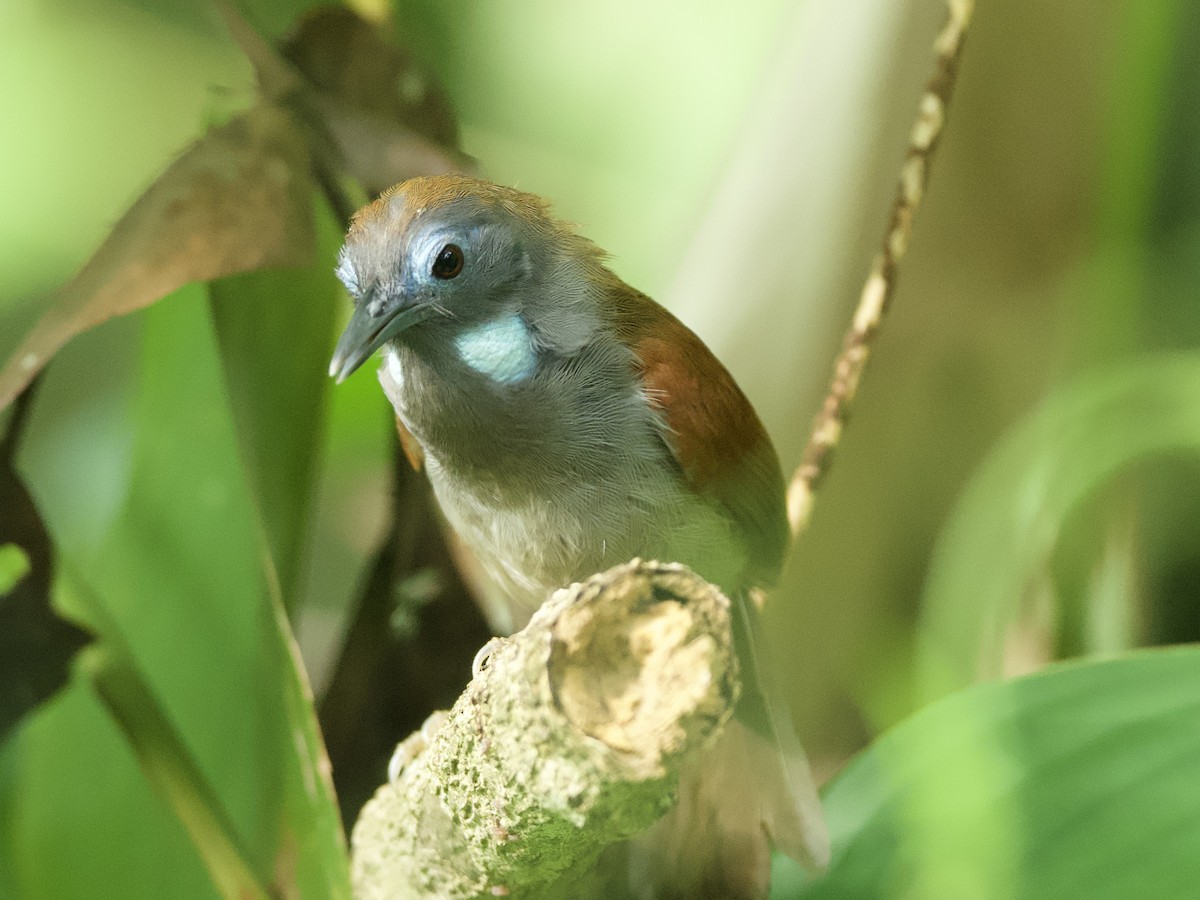 Chestnut-winged Babbler - ML618198440