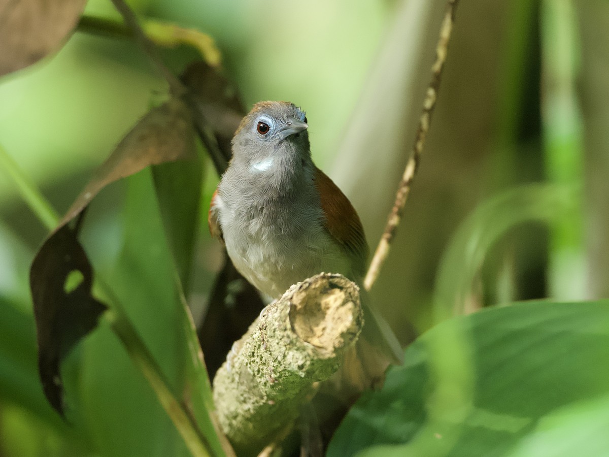 Chestnut-winged Babbler - ML618198442