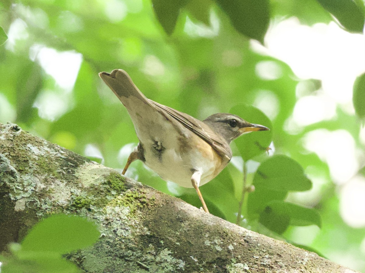 Eyebrowed Thrush - Yingyod  Lapwong