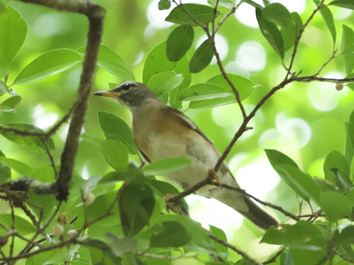 Eyebrowed Thrush - Yingyod  Lapwong