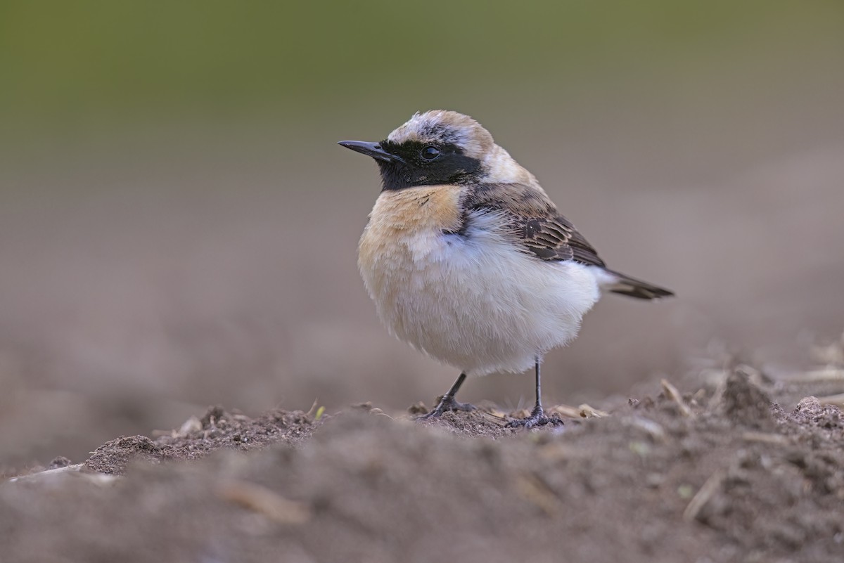 Eastern Black-eared Wheatear - Marco Valentini