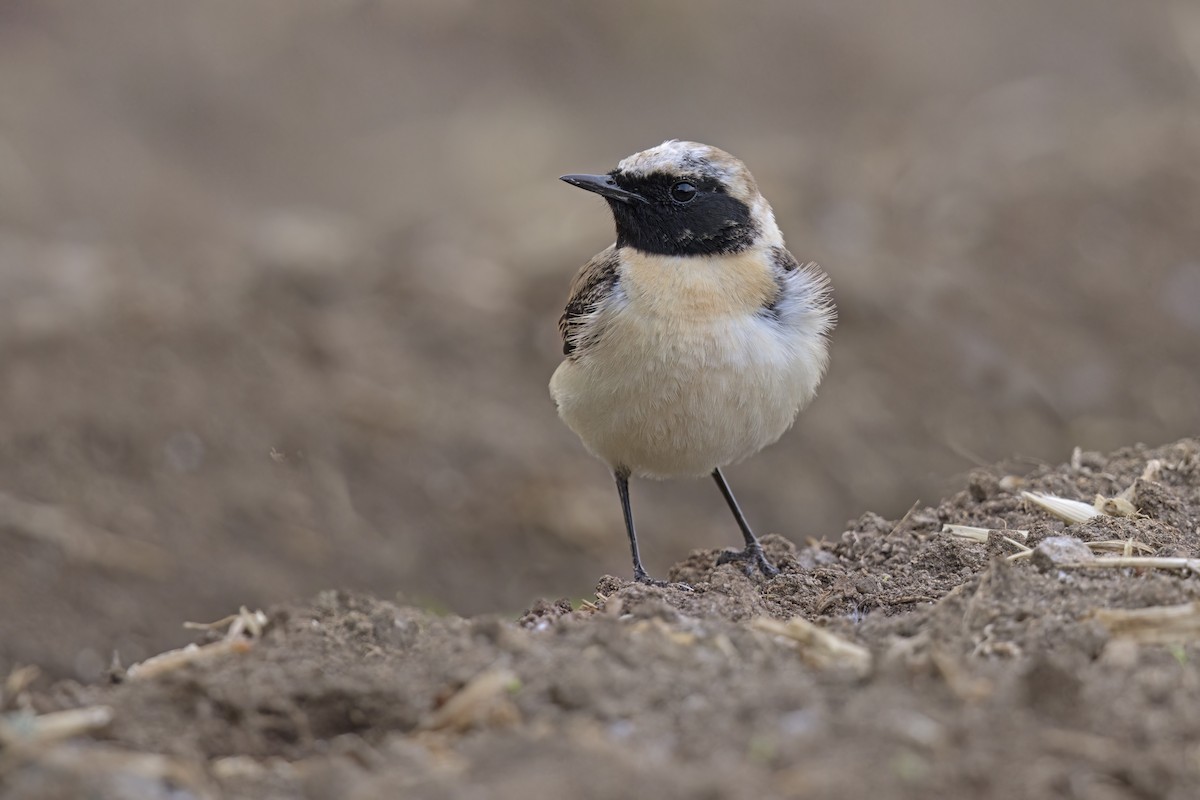 Eastern Black-eared Wheatear - Marco Valentini