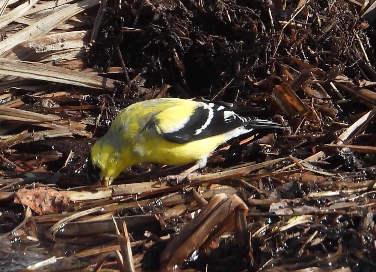 American Goldfinch - Joanna Clark