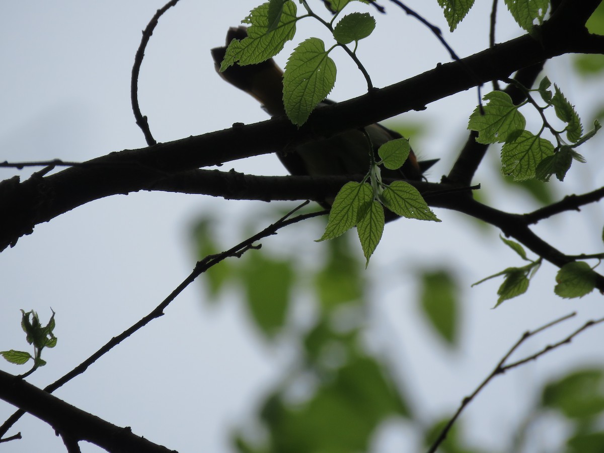 American Redstart - Christine W.