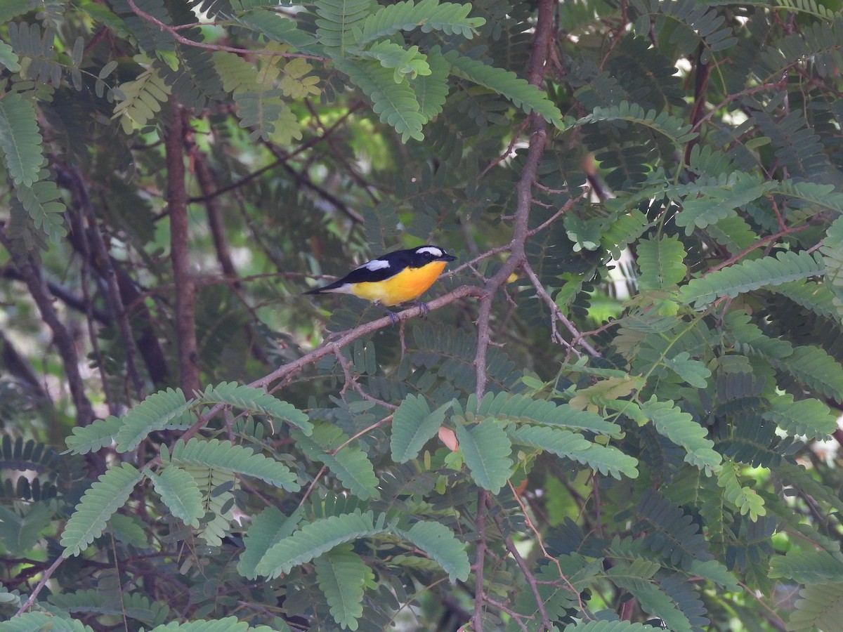 Yellow-rumped Flycatcher - Paphawadee Duangta