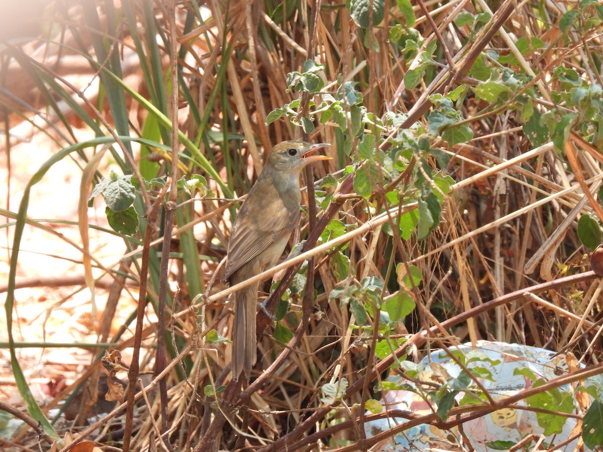 Thick-billed Warbler - Paphawadee Duangta